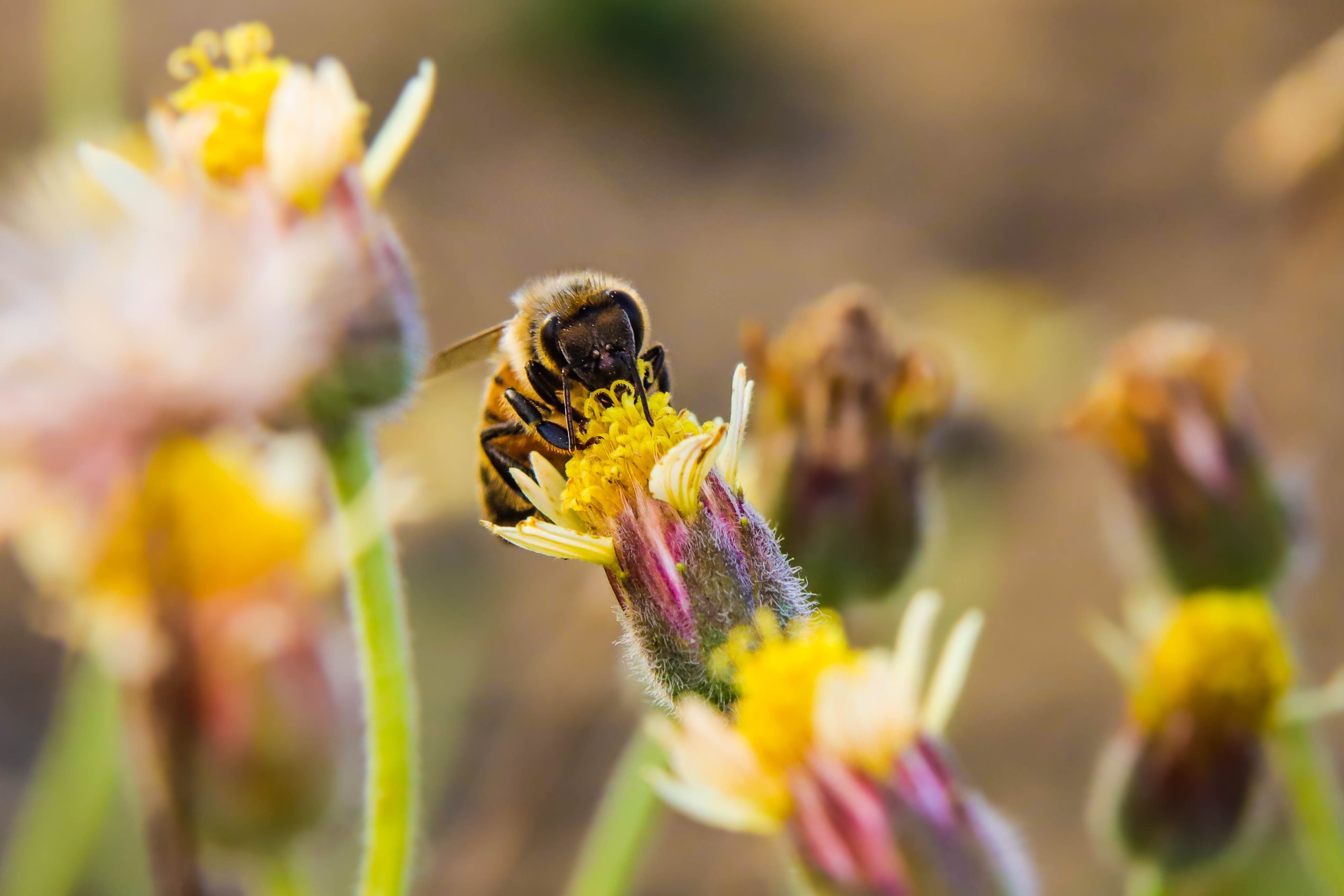 Bee landing on a flower
