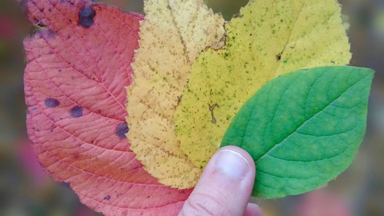 Being grateful for nature