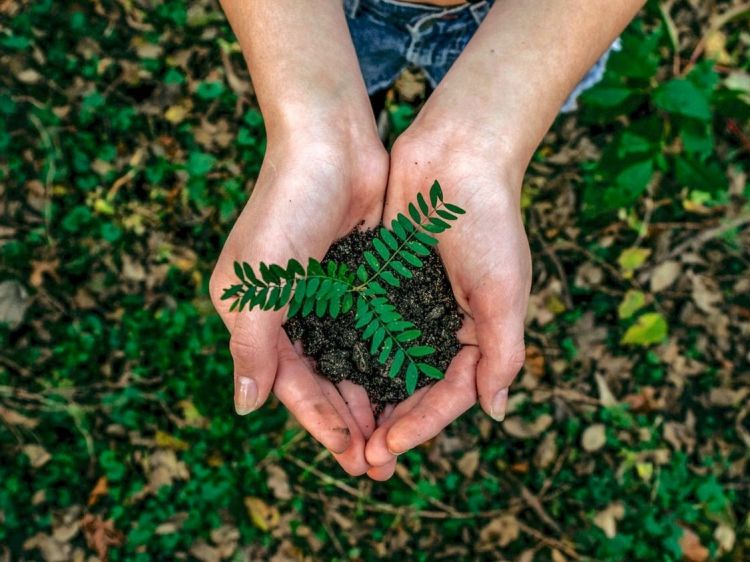 Sustainability in Schools